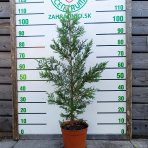 Cyprusovec leylandský (Cupressocyparis leylandii) ´CASTLEWELLAN GOLD´ - výška 70-90 cm, kont. C5L